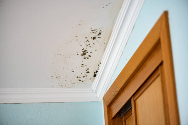 Best Emergency Mold Removal  in North Liberty, IA