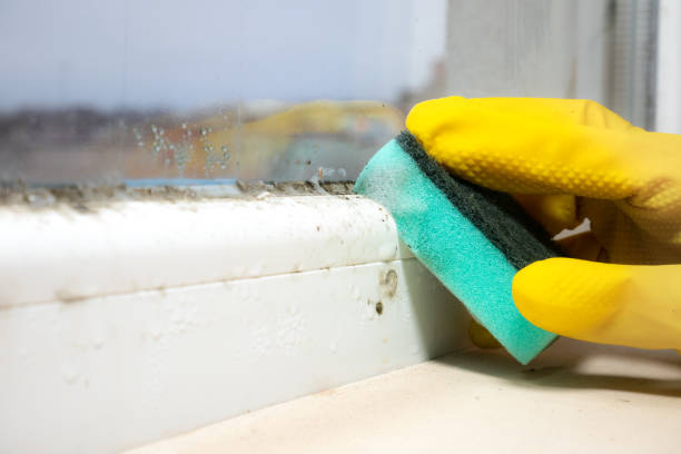 Best Residential Mold Removal  in North Liberty, IA