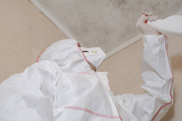 Best Mold Damage Repair  in North Liberty, IA