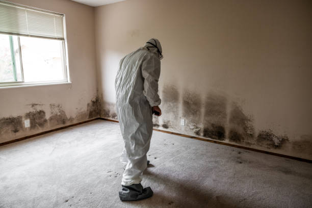 Best Toxic Mold Removal  in North Liberty, IA