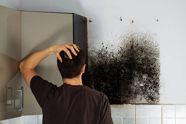 Best Residential Mold Removal  in North Liberty, IA
