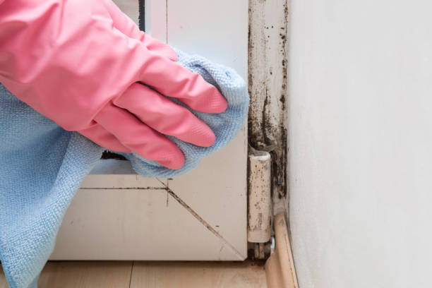 Best Affordable Mold Removal  in North Liberty, IA
