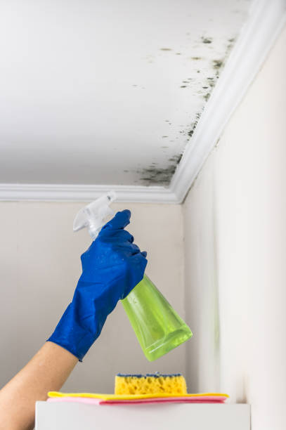 Best Professional Mold Removal  in North Liberty, IA